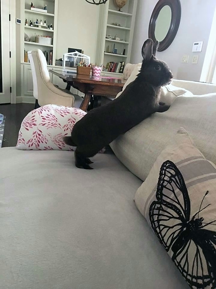 Rocco Rocco