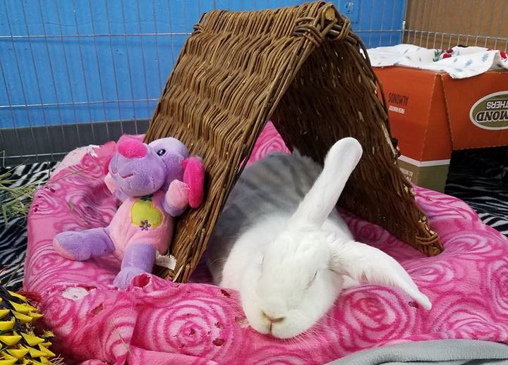 SleepingBunny