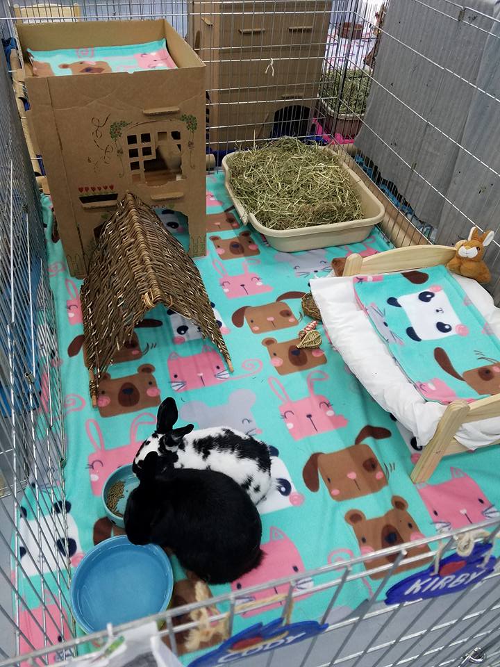 bunny home care