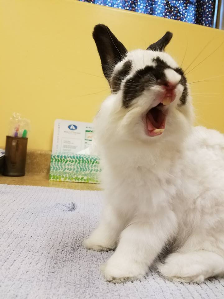 BunnyTeeeth