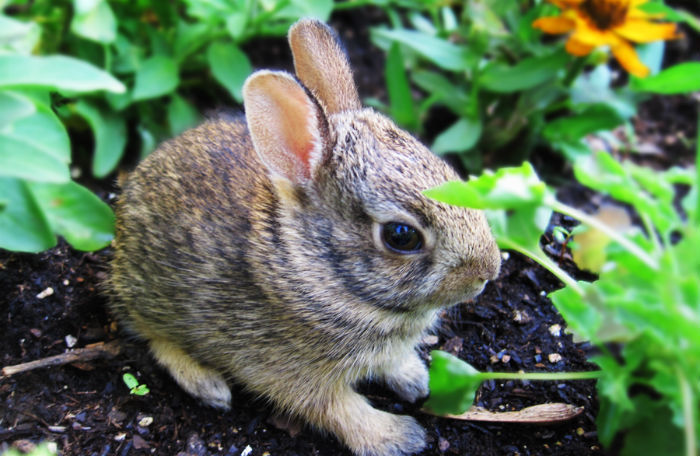 CottonTail