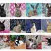 2022 Bunny Rabbit Wall Calendar - Image 3