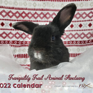 2022 Bunny Rabbit Wall Calendar