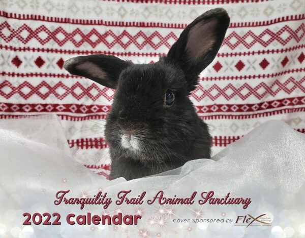 2022 Bunny Rabbit Wall Calendar